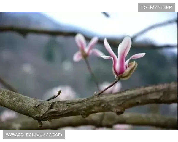 365备用网址更新,第一时间掌握最准确的最新路径信息